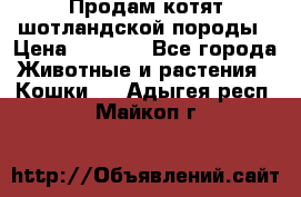 Продам котят шотландской породы › Цена ­ 2 000 - Все города Животные и растения » Кошки   . Адыгея респ.,Майкоп г.